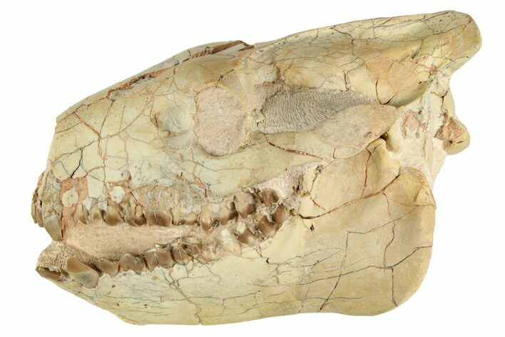 Fossil Oreodont (Merycoidodon) Skull - South Dakota #192528